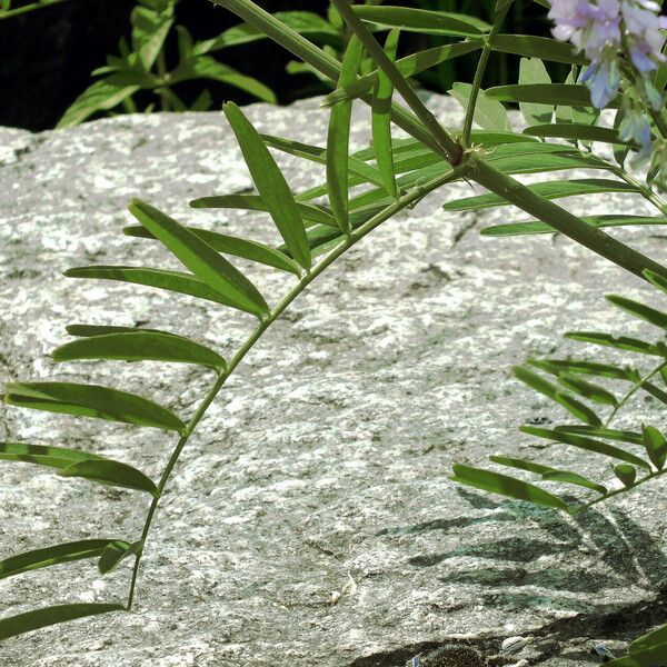 Galega officinalis Blatt