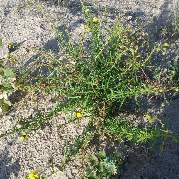 Senecio inaequidens Habitat