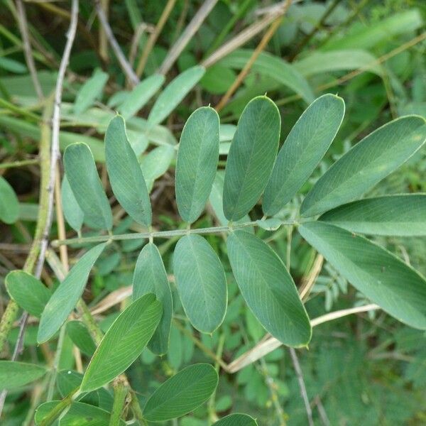 Tephrosia noctiflora Folio