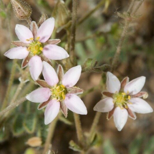 Rhodalsine geniculata Arall