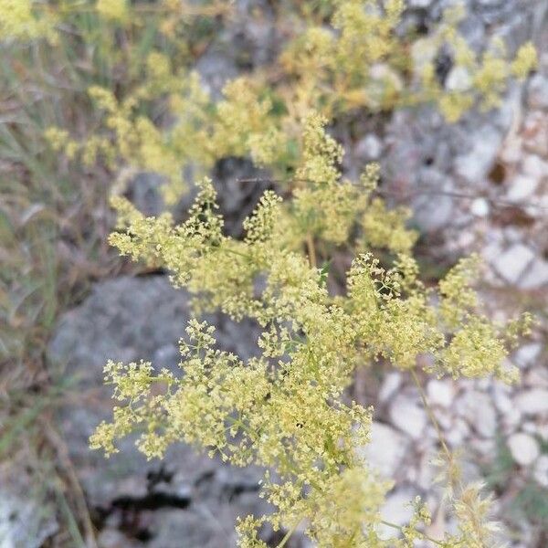 Galium × pomeranicum Leaf