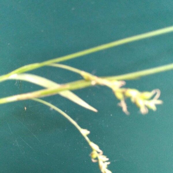 Carex vaginata Flower