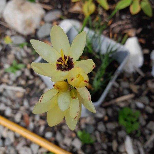 Ixia maculata ফুল