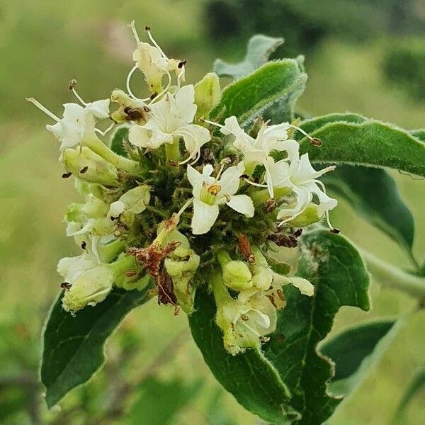 Volkameria eriophylla Floro