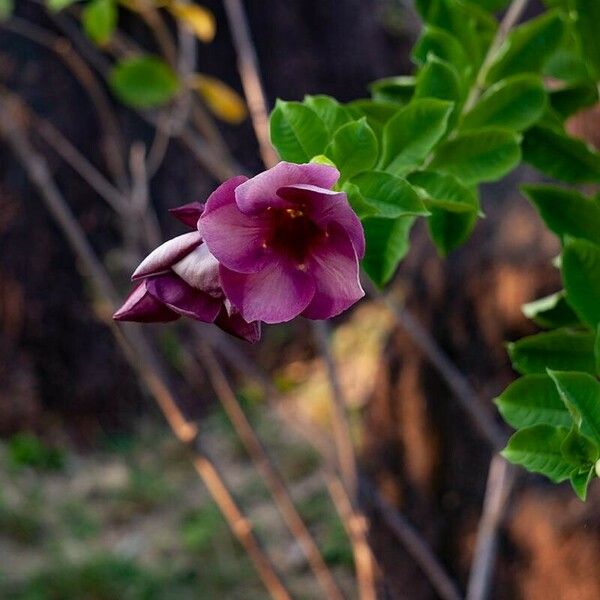 Allamanda blanchetii Blüte