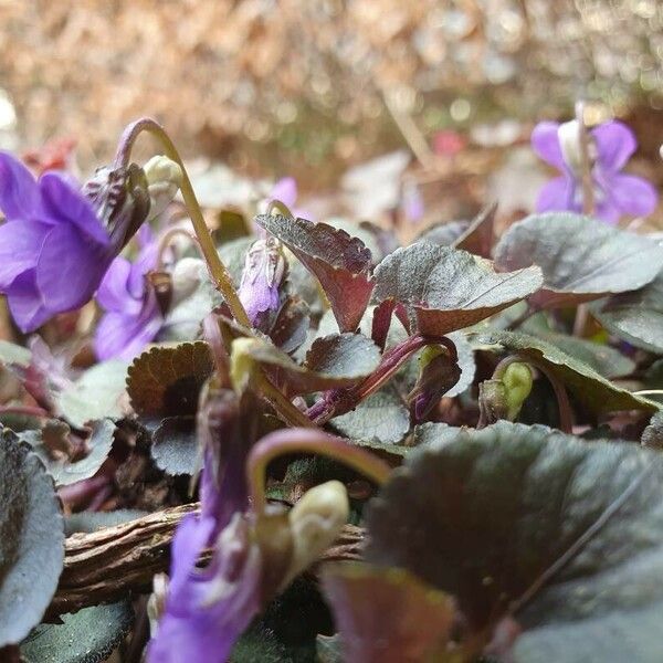 Viola labradorica 花