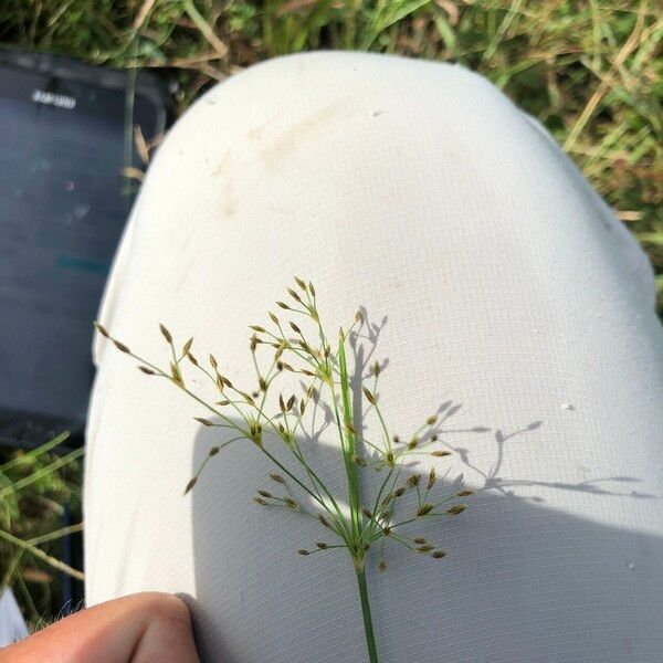 Fimbristylis autumnalis Květ