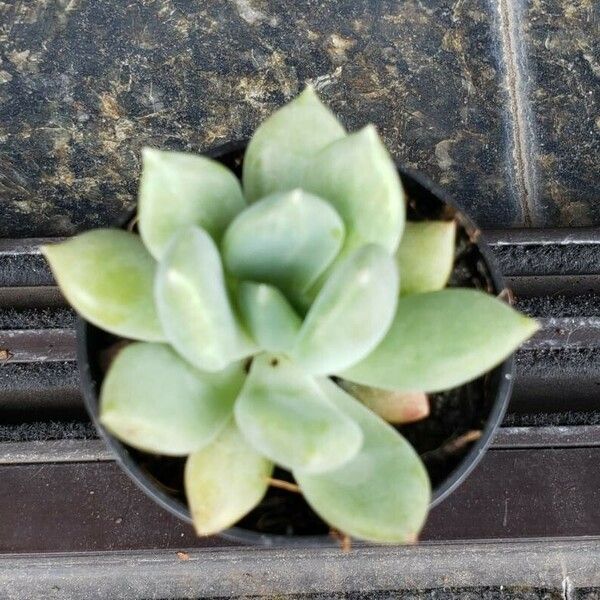 Pachyphytum bracteosum List