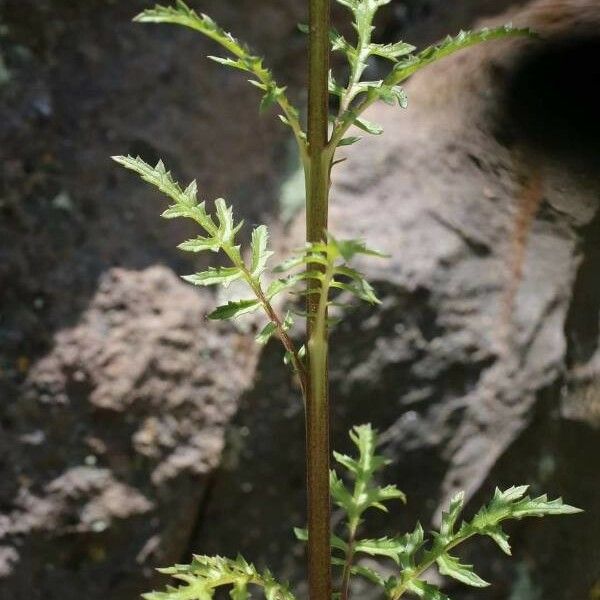 Verbascum roripifolium Leaf