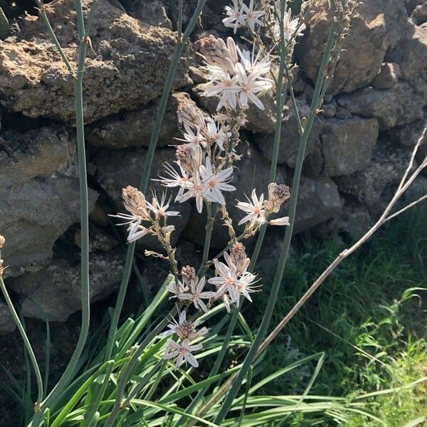 Asphodelus ramosus Flor