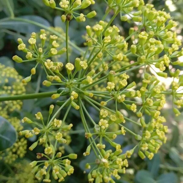 Bupleurum fruticosum പുഷ്പം