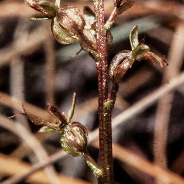 Neottia cordata Žiedas