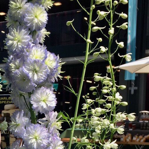 Delphinium elatum 花