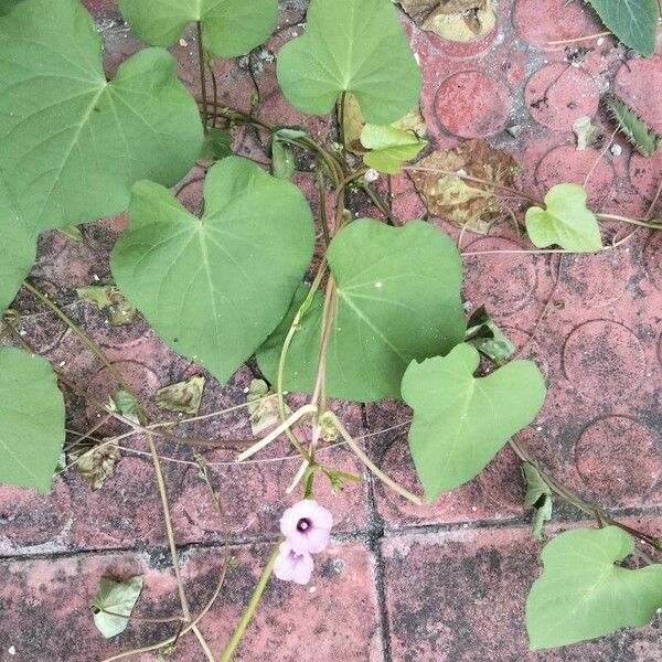 Ipomoea triloba Flower