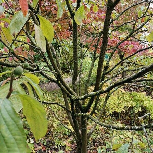 Cornus nuttallii Характер