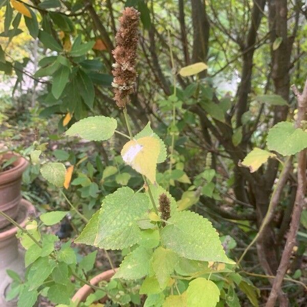 Agastache nepetoides Gyümölcs