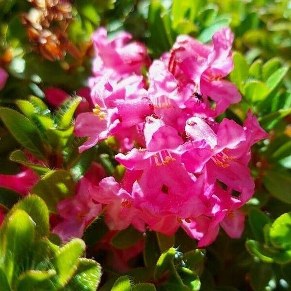 Rhododendron hirsutum Flower