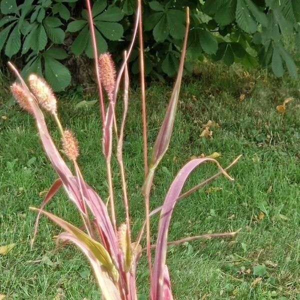 Setaria italica Folha