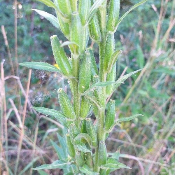 Oenothera biennis Frucht