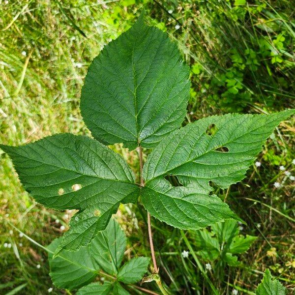 Rubus canadensis 叶