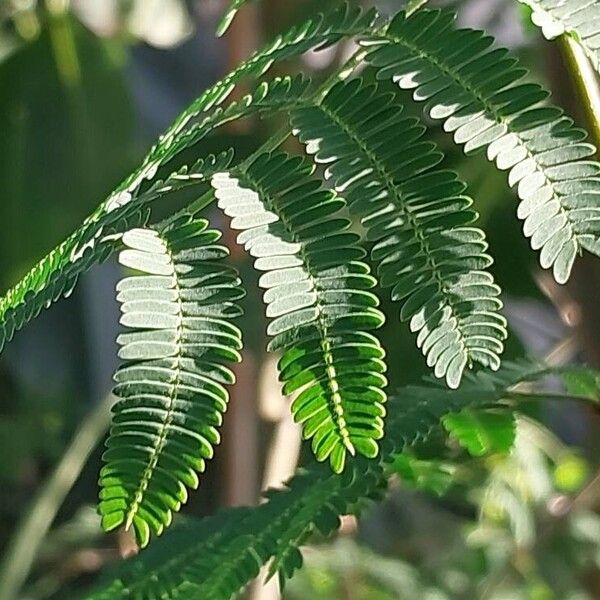 Vachellia farnesiana List