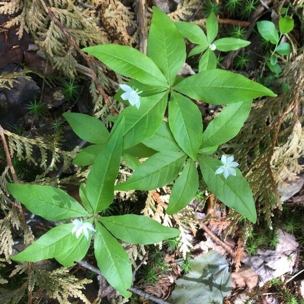 Lysimachia borealis 花