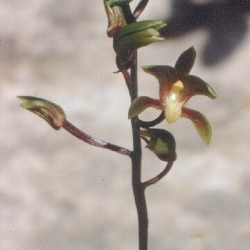 Chrysoglossum ornatum Fiore