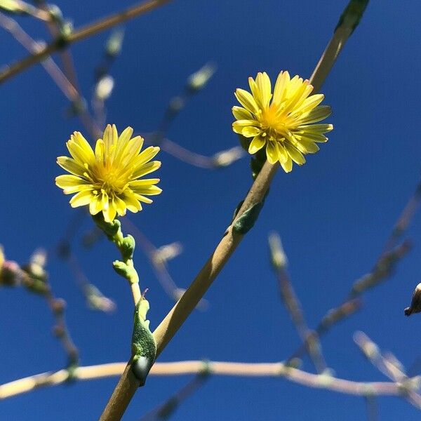 Lactuca serriola Квітка