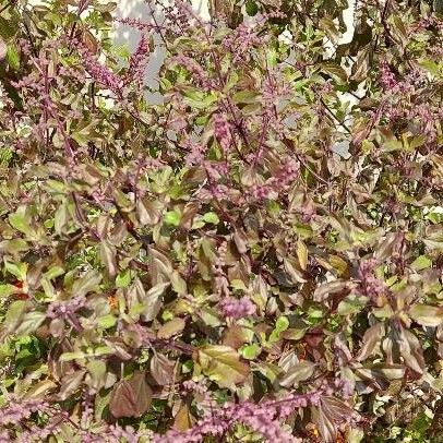 Ocimum tenuiflorum पत्ता