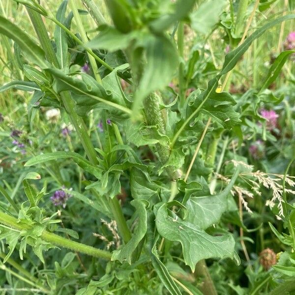 Cichorium endivia पत्ता