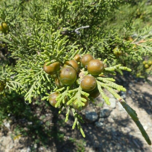 Juniperus phoenicea Meyve