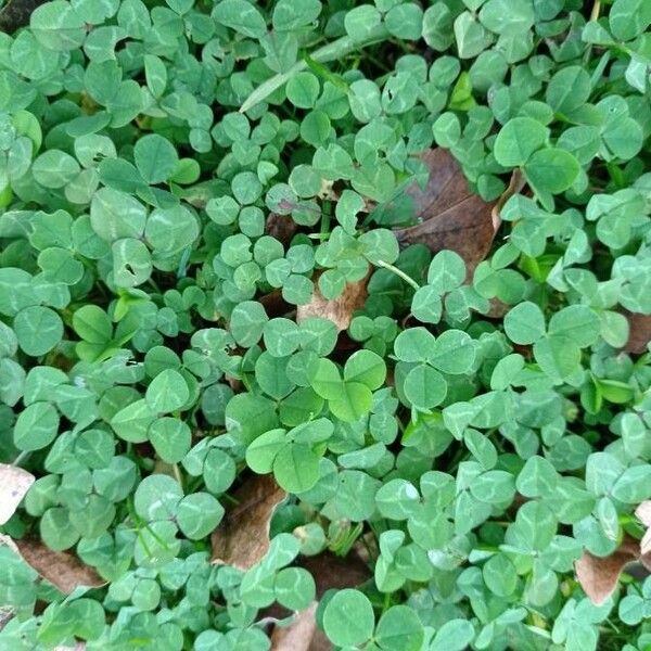 Trifolium repens Fulla