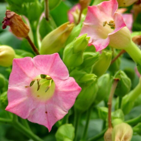 Nicotiana tabacum Květ