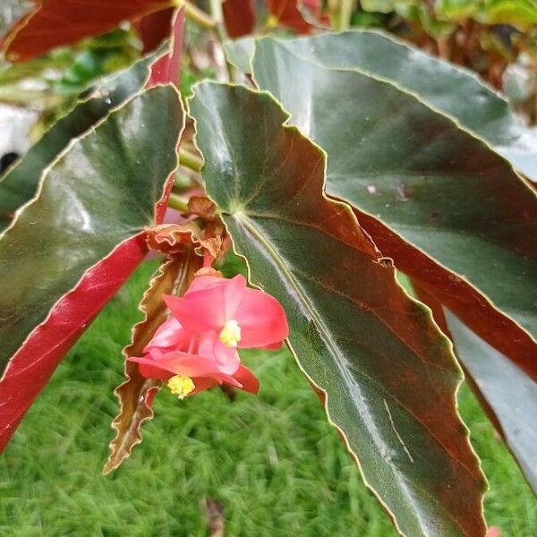 Begonia coccinea Fiore