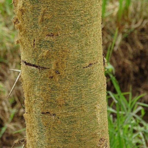 Acacia xanthophloea Bark