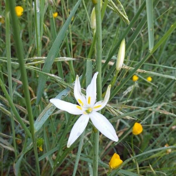 Anthericum liliago Цветок