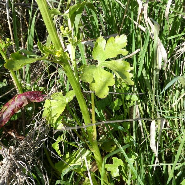 Ranunculus sceleratus Bark