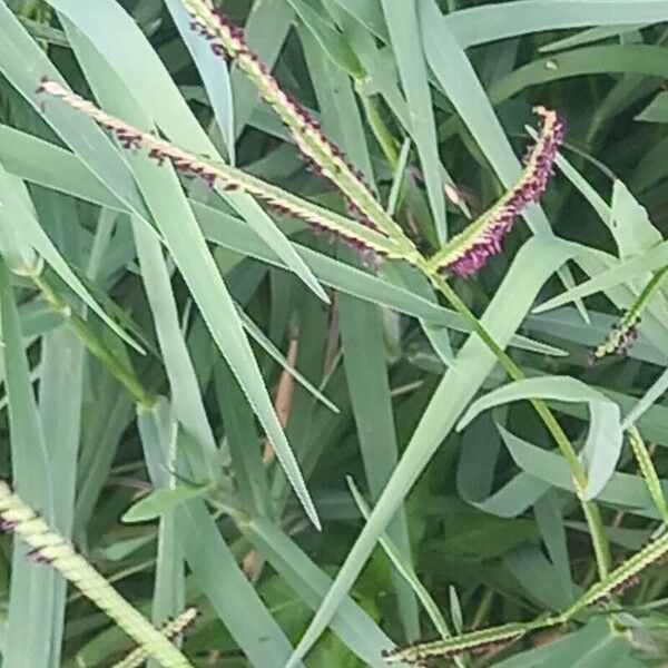 Paspalum distichum Flor