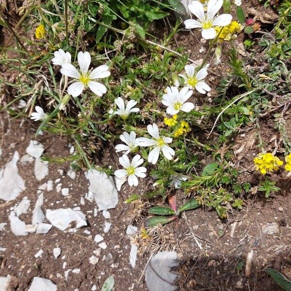 Cerastium alpinum Цвят