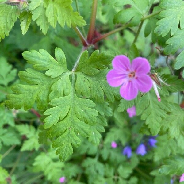 Geranium robertianum 花