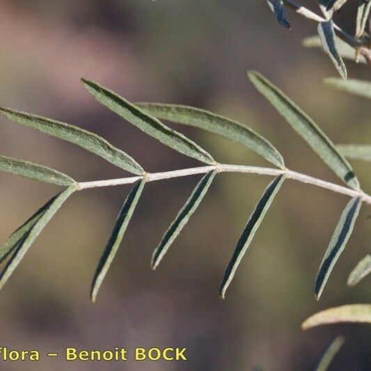 Astragalus hispanicus Folha