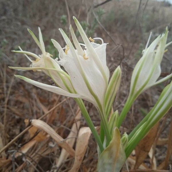 Hymenocallis liriosme പുഷ്പം