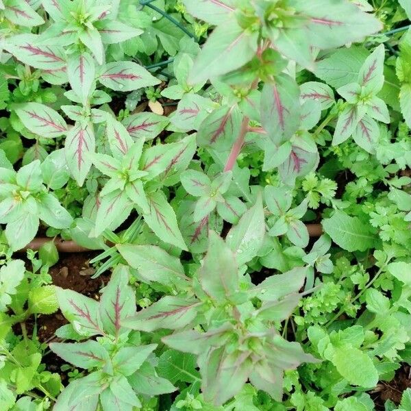 Ludwigia palustris Leaf