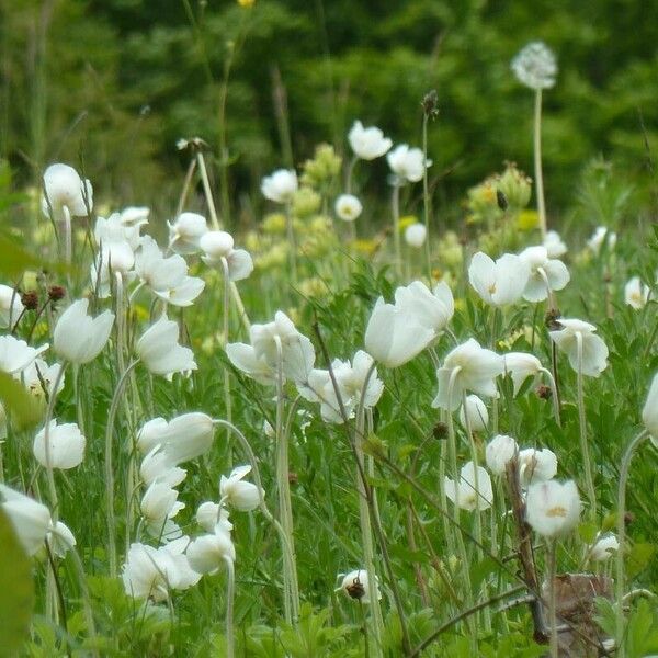 Anemonoides sylvestris Blüte