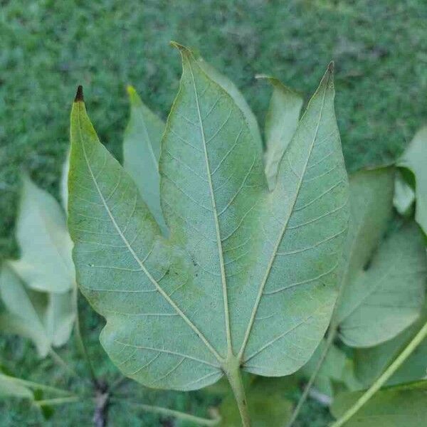 Sterculia apetala ᱥᱟᱠᱟᱢ