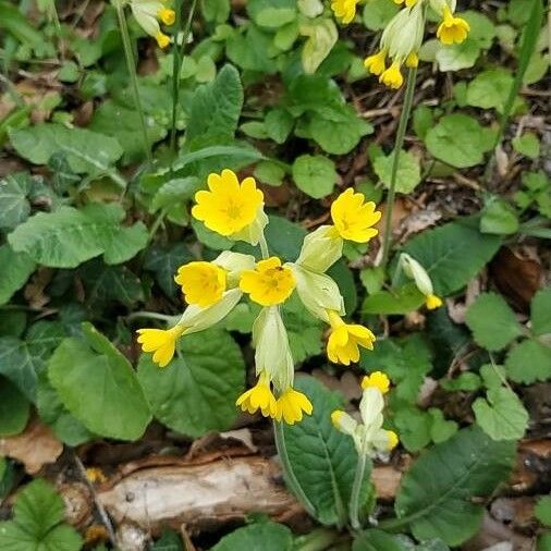 Primula veris Kvet