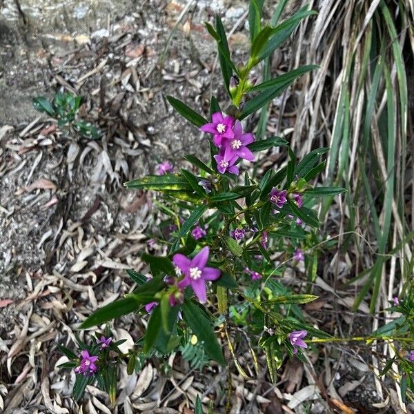 Crowea saligna Blomst