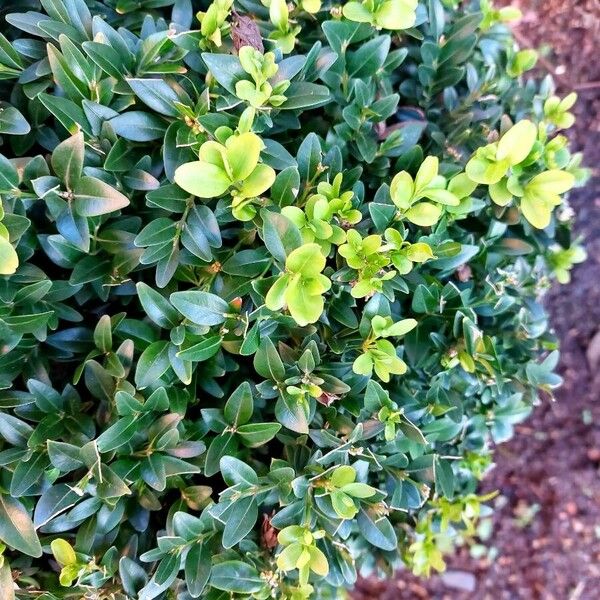 Buxus sempervirens Hoja