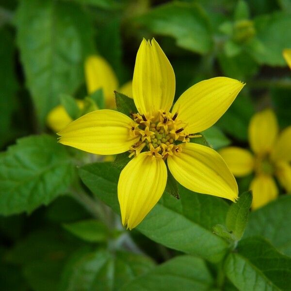 Chrysogonum virginianum Flower