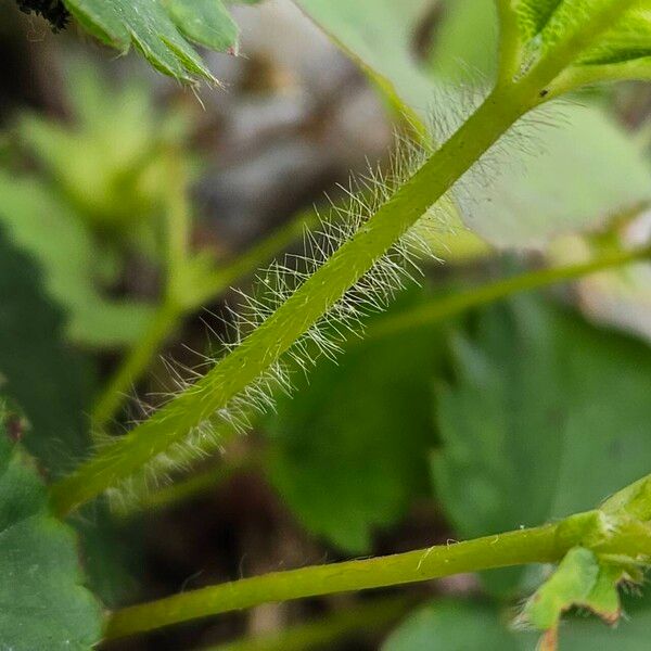 Fragaria viridis बार्क (छाल)